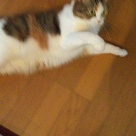 やっぱりかわいいももたんの画像