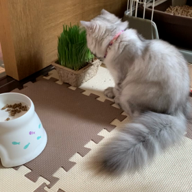 猫の生野菜の画像