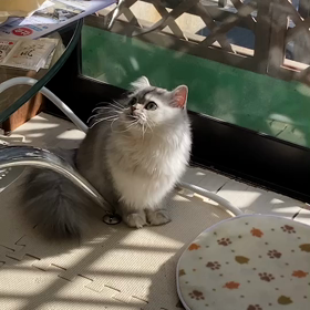 ララも猫の画像