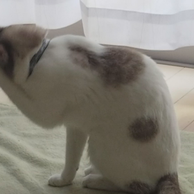 抜糸完了の画像