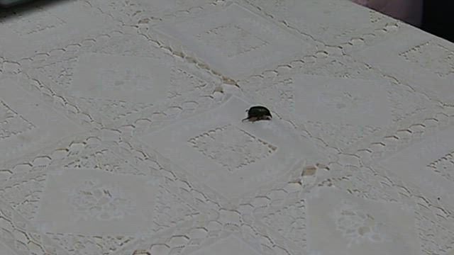 カナブン　そして自分弁当の記事動画
