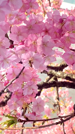 【短歌】河津桜に蜜を集めに蜜蜂がやってきていたので詠みましたの記事動画