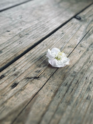 短歌写真 を、映像にし、朗読もいたしました（※音声ありです）の記事動画