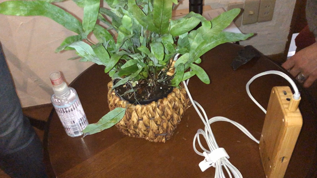 植物に手をかざして音を聞く？なんじゃそりゃ？？の記事動画