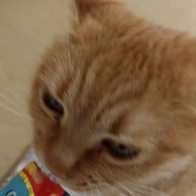 ニャンコ様のcmのアレが見たくて…の画像