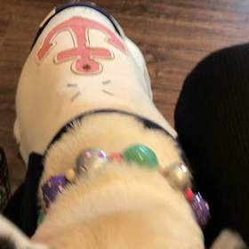 【Funnywan'sCafe 愛犬家コミュニティ】の画像