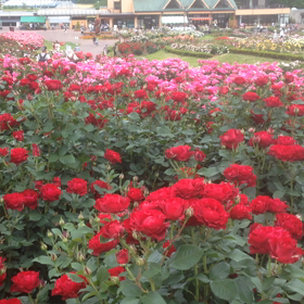 薔薇バラばら〜の画像