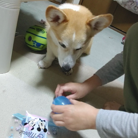 吟味の画像