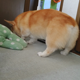 動画の画像