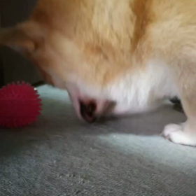 ホリホリチャレンジの画像