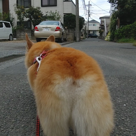 オチリの違いの画像