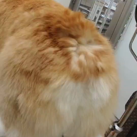 オケチュを乾かすの画像