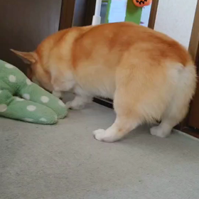 掘るよね～の画像