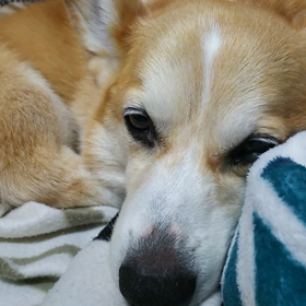 ねむねむの画像