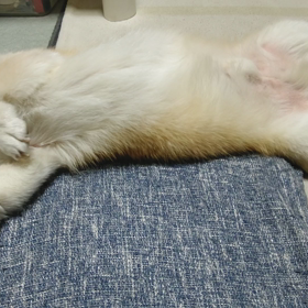 愛おしさMAXの画像