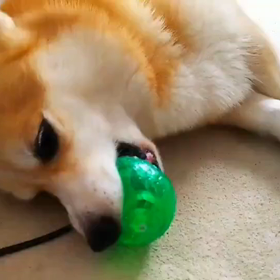 だらけきった正義の画像