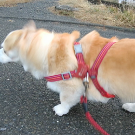朝ん歩の始まり(一瞬)の画像