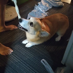 遊び方の画像