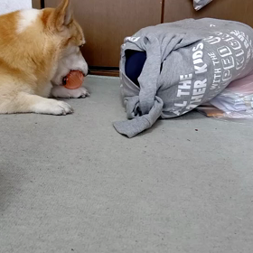 ふふふん～の画像