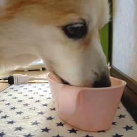 滴るの画像