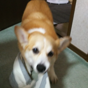 一緒に遊ぶの画像