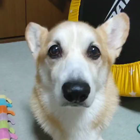 物静かにの画像