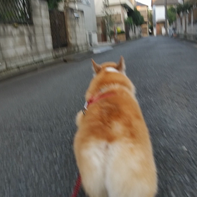 朝ん歩の画像