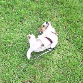 久しぶりの動画の画像