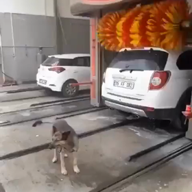 背中がかゆい時は❓　(音量注意)の画像