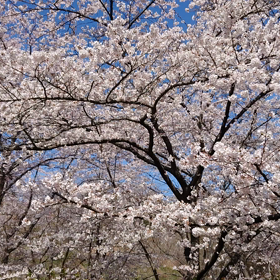 桜を楽しもう～ウォーキング～マイナスイオン～心も体も躍動する春の画像