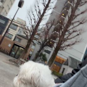 お散歩を徐々にの画像