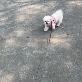 休日ボサボサ散歩の画像