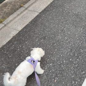 夏散歩の画像