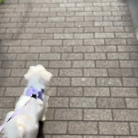 モフモフ散歩の画像