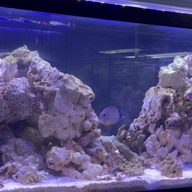 海水メイン水槽の画像