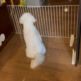 かわいい訴えの画像