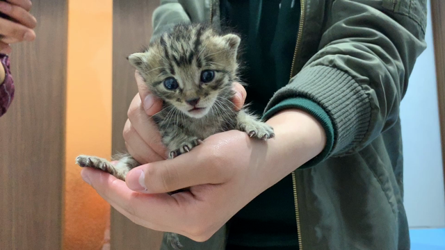 衝撃！壁の中から救出した子猫の現在・・・。の記事動画