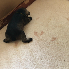 おめめパッチリチームの画像