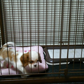 初！ 動画の画像