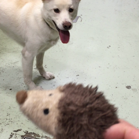 とってこいの画像