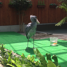 ハシビロコウの画像