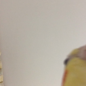 オカメインコの画像