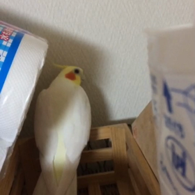 マルの基地の画像