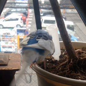 ☆いたずらインコ☆の画像