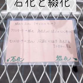 石化と綴化の画像
