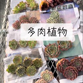 韓国より苗が届いたよの画像