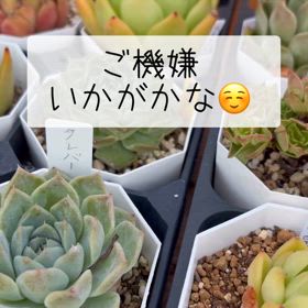 いさぎよいの画像