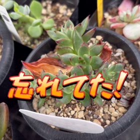 気づくの遅かったの画像