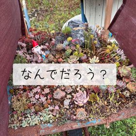 過保護のかわいこちゃんたちの画像