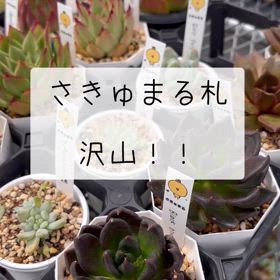 さきゅまる札の画像